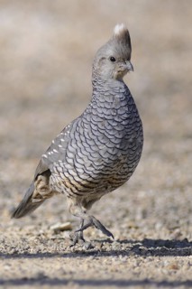 Scaled Quail (Callipepla squamata), Texas, USA