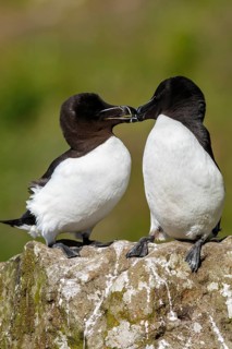 Razorbill (Alca torda), couple on cliff, Scotland, United Kingdom
