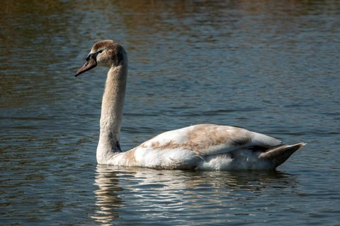 Swan, Mute Swan (Cygnus olor) swimming in the water, Baden-Württemberg, Germany