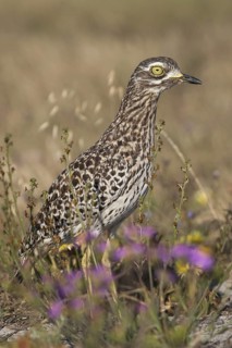 Kaptriel (Burhinus capensis), South Africa