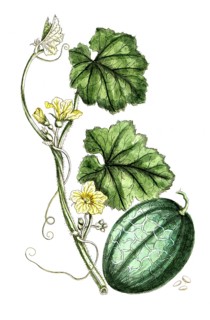 Cucumis melo, sugar melon, digital reproduction of a historical original, between 1790 and 1810