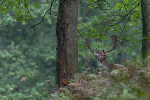The fallow deer (Dama dama) peers suspiciously from a hill, autumn, rut, fallow deer rut, October,