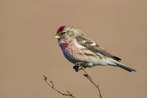 Common Redpoll (Acanthis flammea) perched on a branch, Netherlands