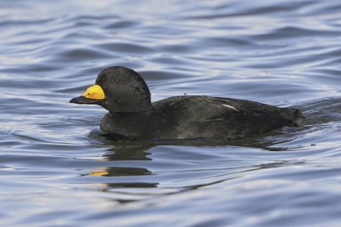 Black Scoter (Melanitta americana), British Columbia, Canada