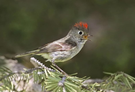 Ruby-crowned Kinglet (Regulus calendula) singing, Saskatchewan, Canada