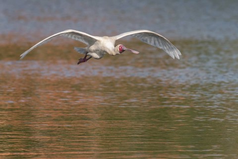 African Spoonbill (Platalea alba) flying, Western Cape, South Africa