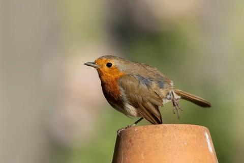 European robin (Erithacus rubecula) adult garden bird on a plant pot, England, United Kingdom