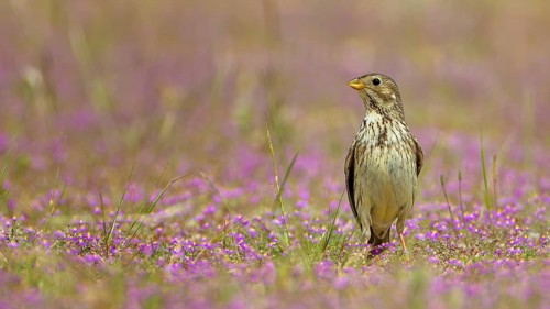 Corn Bunting (Emberiza calandra) perched in a meadow, Spain
