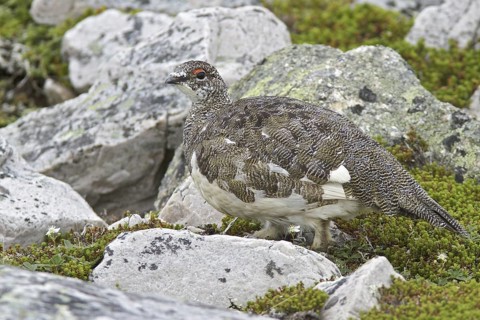 Rock Ptarmigan (Lagopus muta) male, Newfoundland, Canada