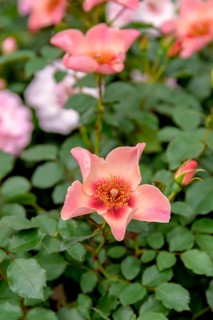 Persica rose (Rosa FOR YOUR EYES ONLY), Plantarium 2016, Netherlands