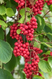 Schisandra chinensis 'Sadova No 1', Cambridge Botanical Garden, Germany