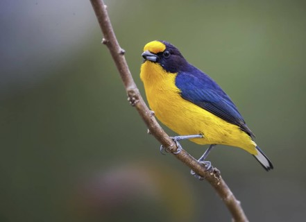 Violaceous Euphonia (Euphonia violacea) male, Atlantic rainforest, Brazil