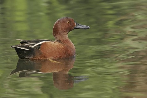 Cinnamon Teal (Spatula cyanoptera) male, California, USA