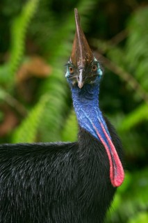 Southern Cassowary (Casuarius casuarius), Queensland, Australia