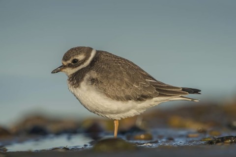 Common Ringed Plover (Charadrius hiaticula), Schleswig-Holstein, Germany
