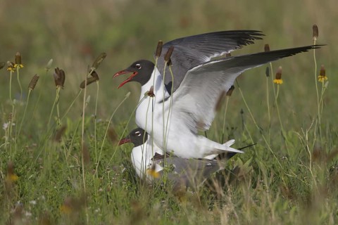 Laughing Gull (Leucophaeus atricilla) pair mating, Texas, USA