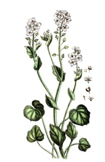 Cochlearia officinalis, spoonwort, digital reproduction of a historical original, between 1790 and