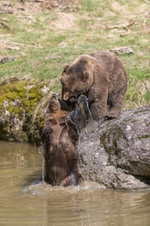 Two adult eurasian brown bears (Ursus arctos arctos), one male and one female, play fighting in a
