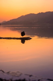 A bird stands on a small island in the lake at sunset, Großer Alpsee, Immenstadt im Allgäu,
