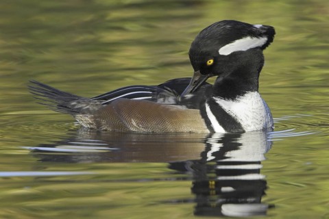 Hooded Merganser (Lophodytes cucullatus) male, British Columbia, Canada