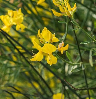 Spartium junceum, Mainau Island, Germany