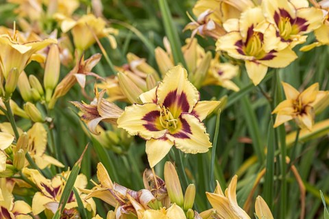 Daylily (Hemerocallis 'El Desperado'),  Czech Republic