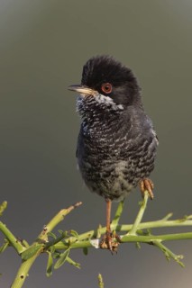 Cyprus Warbler (Sylvia melanothorax) male, Paphos, Cyprus
