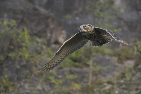 Eurasian Eagle-Owl (Bubo bubo) flying, North Rhine-Westphalia, Germany