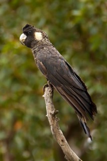 Baudin’s Black Cockatoo (Calyptorhynchus baudinii) female, Western Australia, Australia