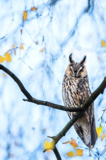 Long-eared Owl (Asio otus) perched in a birch tree, Rhineland-Palatinate, Germany