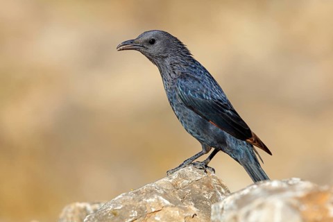 Tristram's starling, (Onychognathus tristramii), animals, birds, starling, starlings, Jabal Samhan,