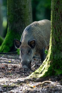 Wild boar (Sus scrofa), boar, Vulkaneifel, Rhineland-Palatinate, Germany