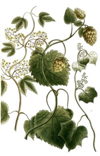 Botany, plants, a. Lupulus foemina, wild hops, b. Lupulus mas, hops, c. Lupulus mechiocanus