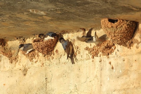Breeding colony and nests of cliff swallows (Hirundo rupestris), wall, Monfragüe, Extremadura,