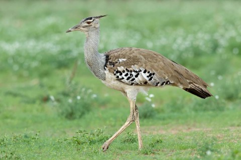 Koritrap, Kori Bustard, Ardeotis kori
