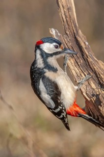 A bird with red and black feathers sits on a branch. Great woodpecker (Dendrocopos major) . Lower