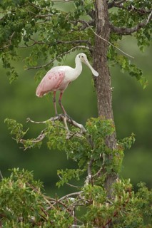 Roseate Spoonbill (Platalea ajaja), Texas, USA