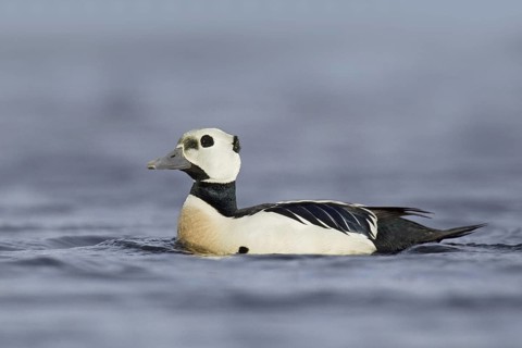 Steller's Eider (Polysticta stelleri) male, Alaska, USA