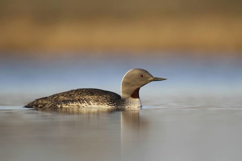 Red-throated Loon (Gavia stellata), Alaska, USA