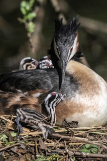 Great Crested Grebe (Podiceps Scalloped ribbonfish) with juveniles, Emsland, Lower Saxony, Germany
