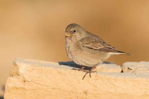 Trumpeter Finch (Bucanetes githagineus) female, Eilat, Israel