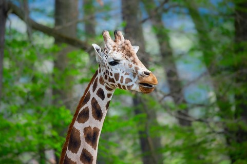 Reticulated giraffe (Giraffa camelopardalis reticulata), portrait, Germany