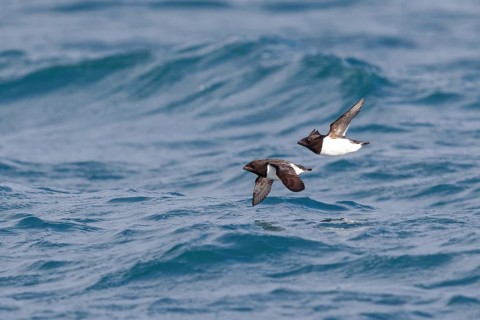 Cory's Grebe, Plautus alle, Dovekie, Little Auk, (Mergule nain), Mérgulo atlántico, flight photo,