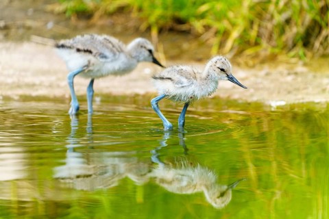 Two young birds at the water's edge, one bending over the surface, Avocet (Recurvirostra avosetta),