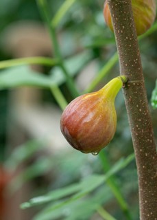 Common fig (Ficus carica FIROMA),  Germany
