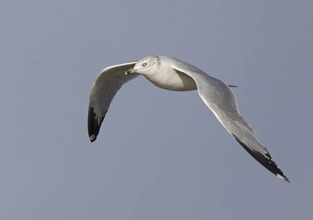 Ring-billed Gull (Larus delawarensis) flying, Ohio, USA