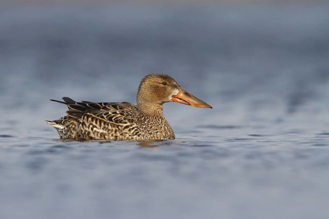 Northern Shoveler (Spatula clypeata) female, Utrecht, Netherlands
