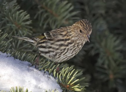 Pine Siskin (Spinus pinus), Saskatchewan, Canada