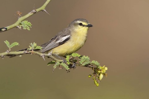 Greater Wagtail-Tyrant (Stigmatura budytoides) perched on a branch in Bolivia, South America