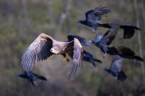 White-tailed eagle (Haliaeetus albicilla), juvenile, young white-tailed eagle and common raven